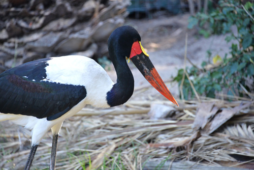 World of Birds Wildlife Sanctuary.